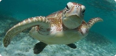 Marine Animal Appraiser